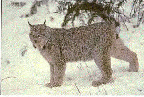 canadalynx.jpg