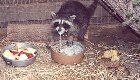 racoon.jpg
