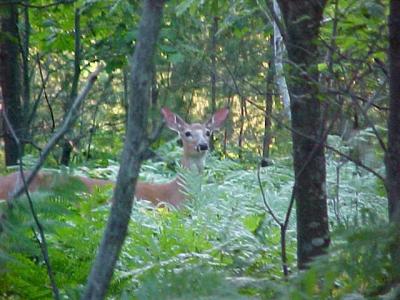 whitetail.jpg