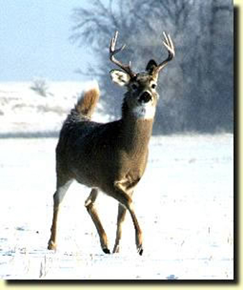 whitetaildeer.jpg