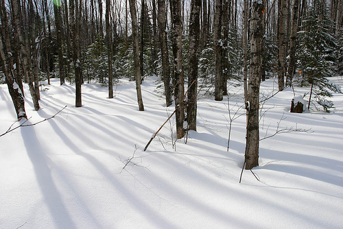 woodssnow.jpg